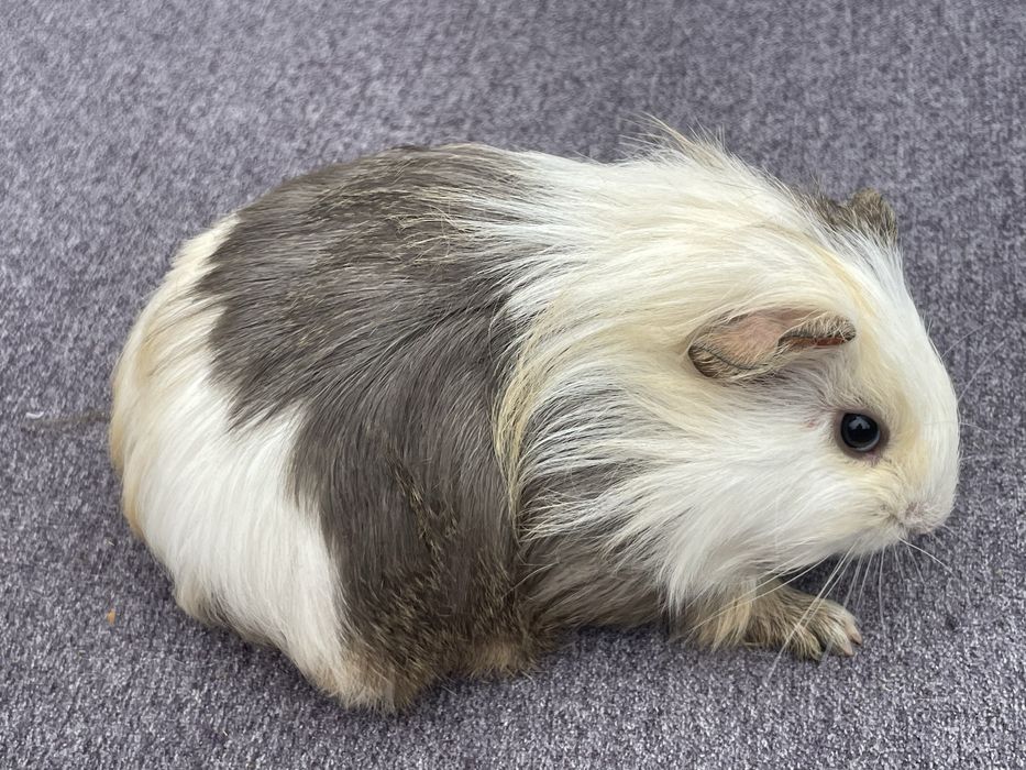 Гладкошерстна морська свинка - дівчинка.