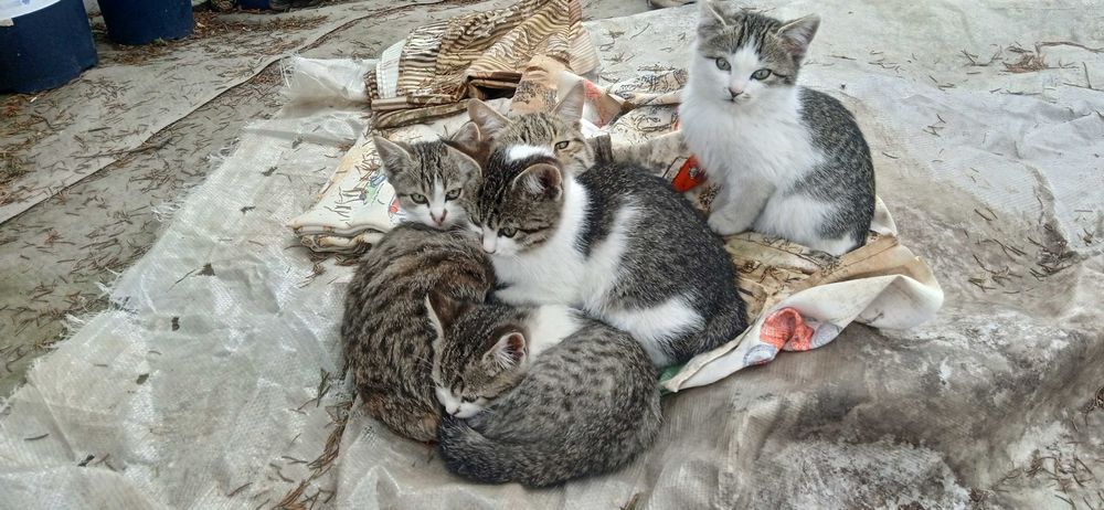 Котята. Три мальчика и одна девочка.
