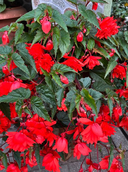 Begonia pendula wieloletni kwiat balkonowy