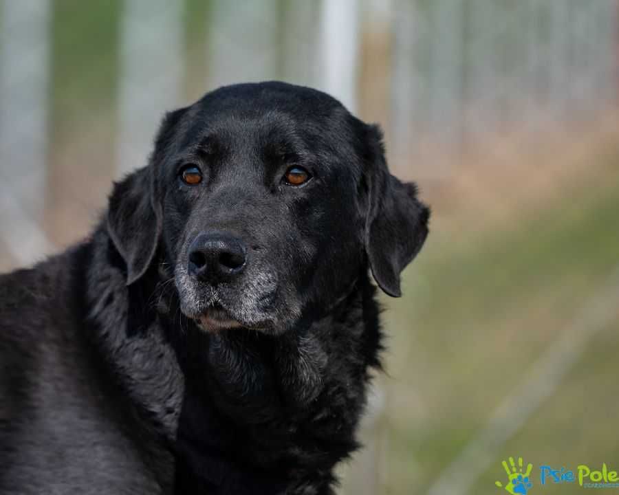 DOLARS - miły, kontaktowy psiak w typie rasy labrador