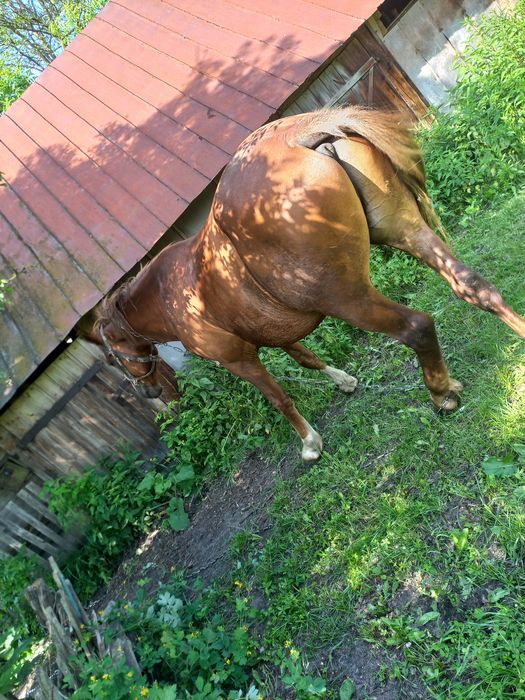 Продам коня  не із малих коней виский