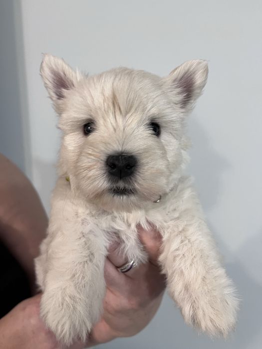 West highland white terrier