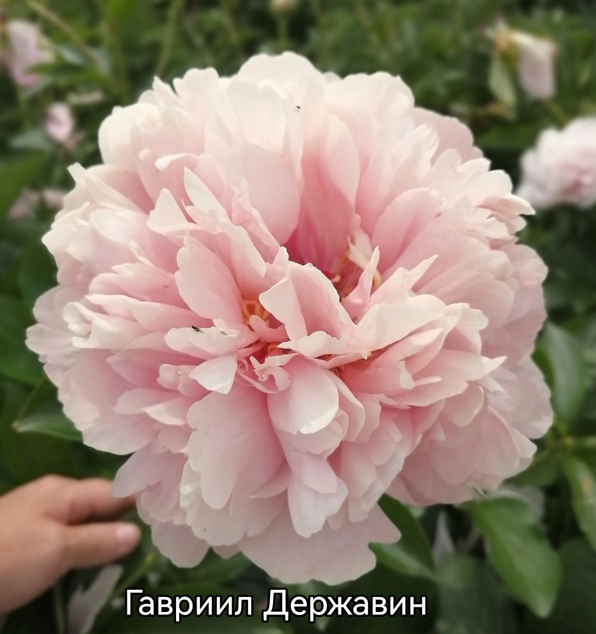 Пионы корни  на посадку