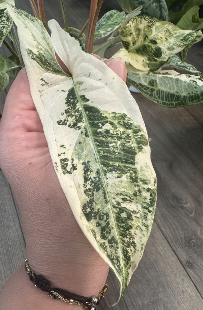 Syngonium Batik Variegata - pędówka