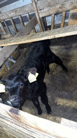 Sprzedam 3 byczki i 1 jałówkę LM