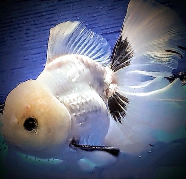 Promocja Oranda ,,Black white,, welonek welonki goldfish welon złota