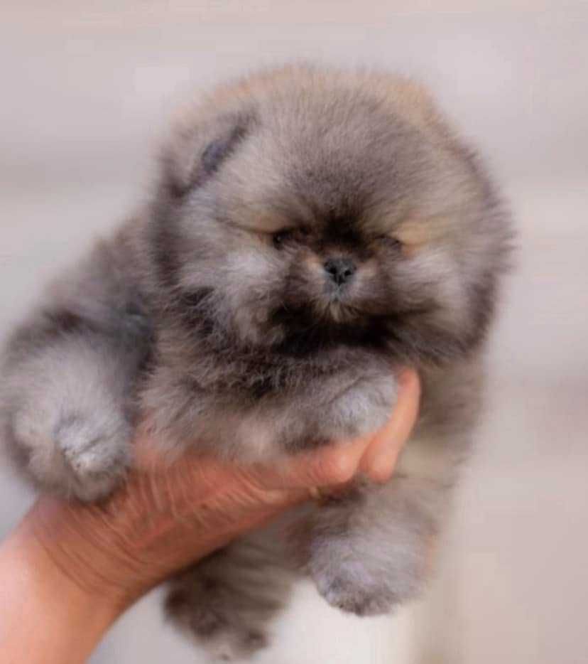 Spitz Alemão Anão ou Lulu da Pomerânia  FEMEA com LOP e AFIXO