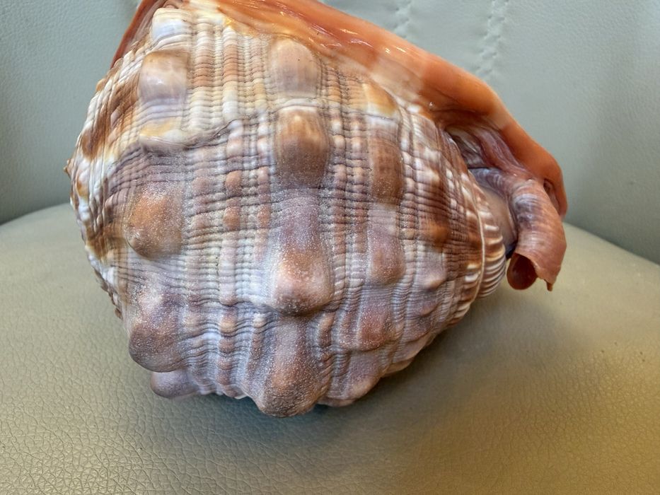 Ракушка Циприякасис Руфа губы мушля идеальная Маврикий