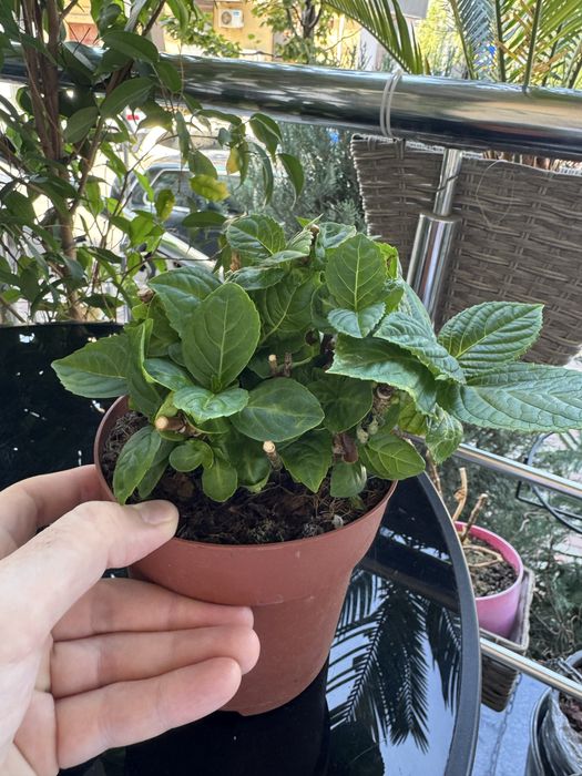 Продам гортензии