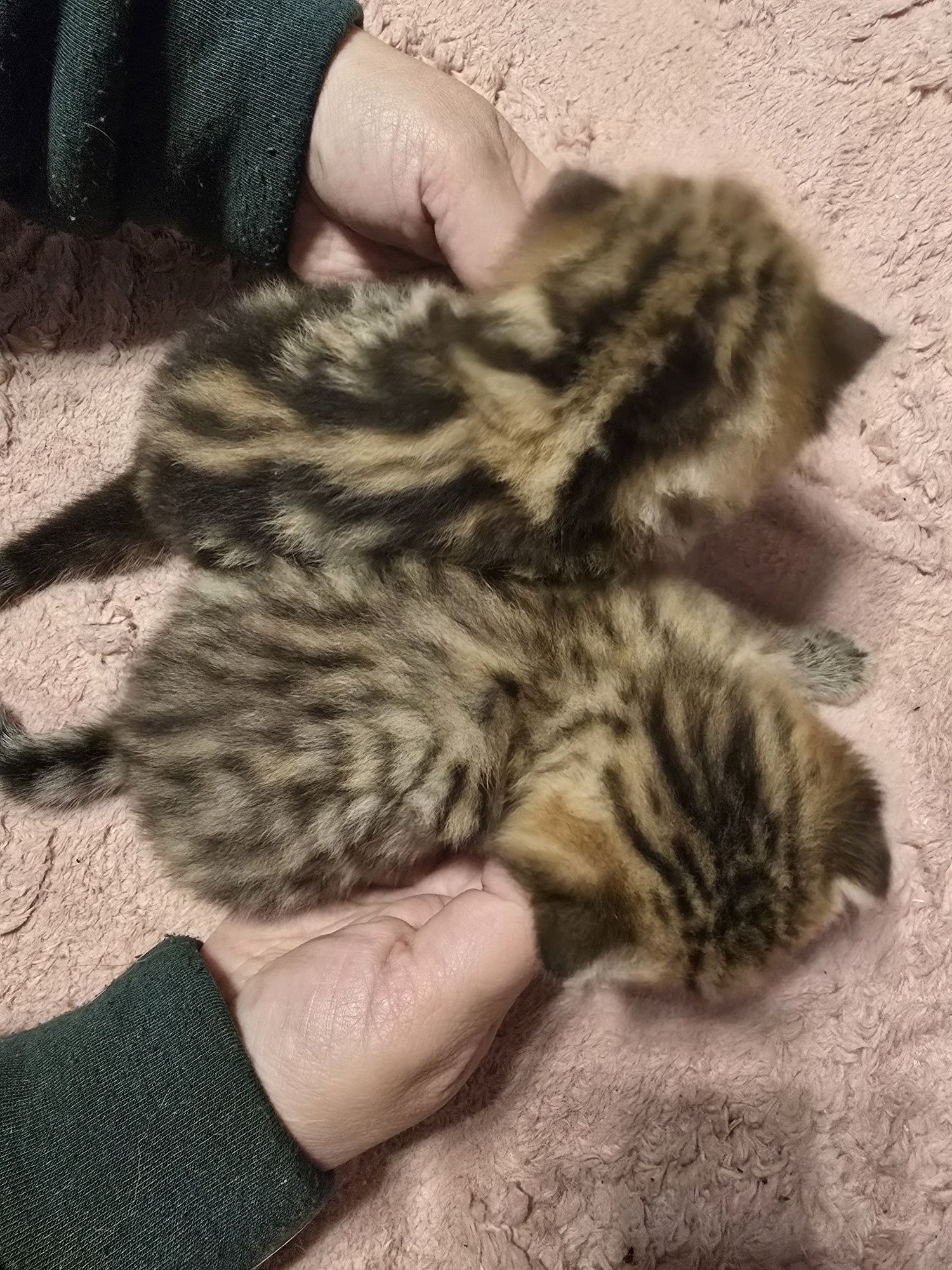 Шотландские котята вислухие и прямоухие