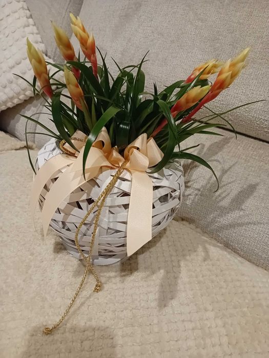 Prezent kwiat w doniczce wiklinowej guzmania