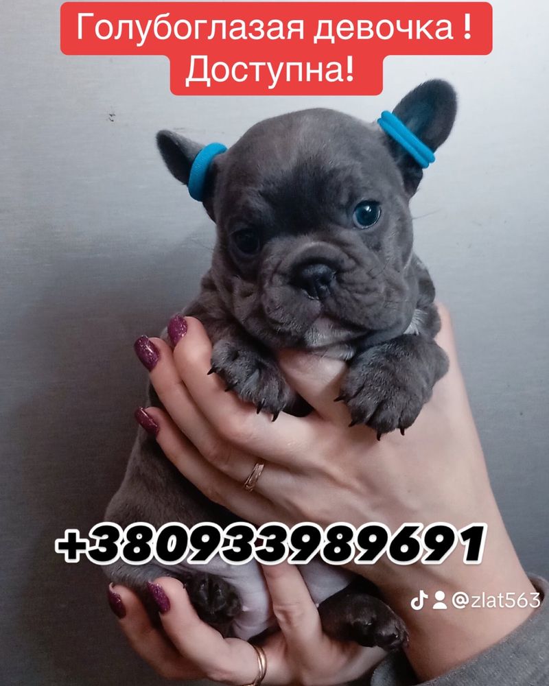 Голубоглазая девочка! От известных родителей