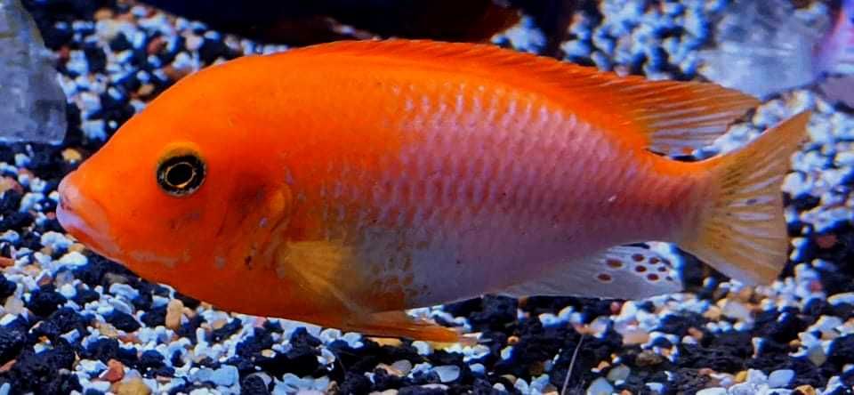 Labidochromis sp Hongi Sunflower pyszczaki Malawi World