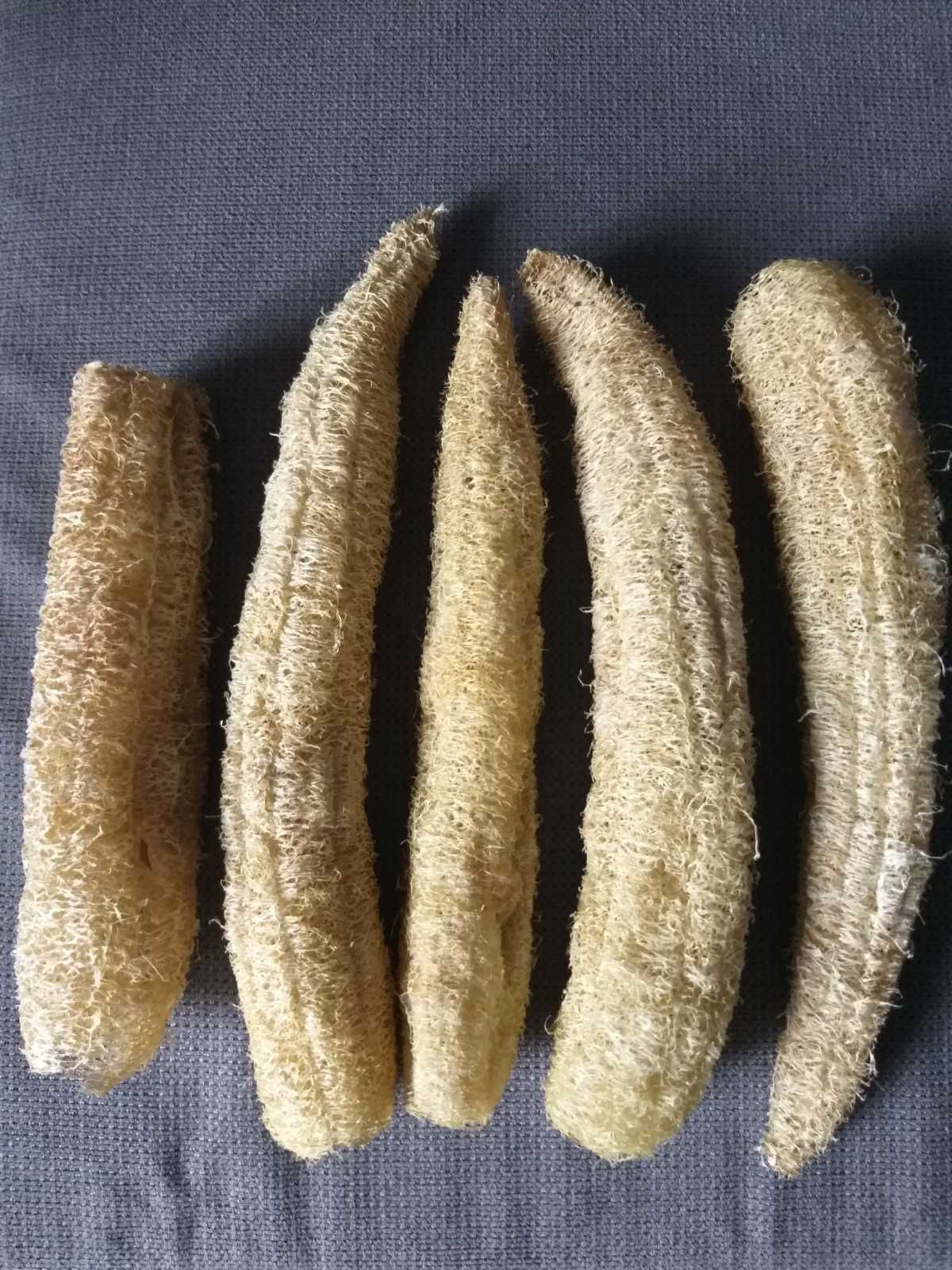 Продам насіння люфи