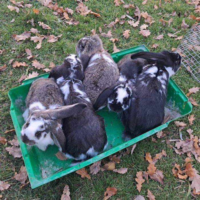 króliki barany francuskie