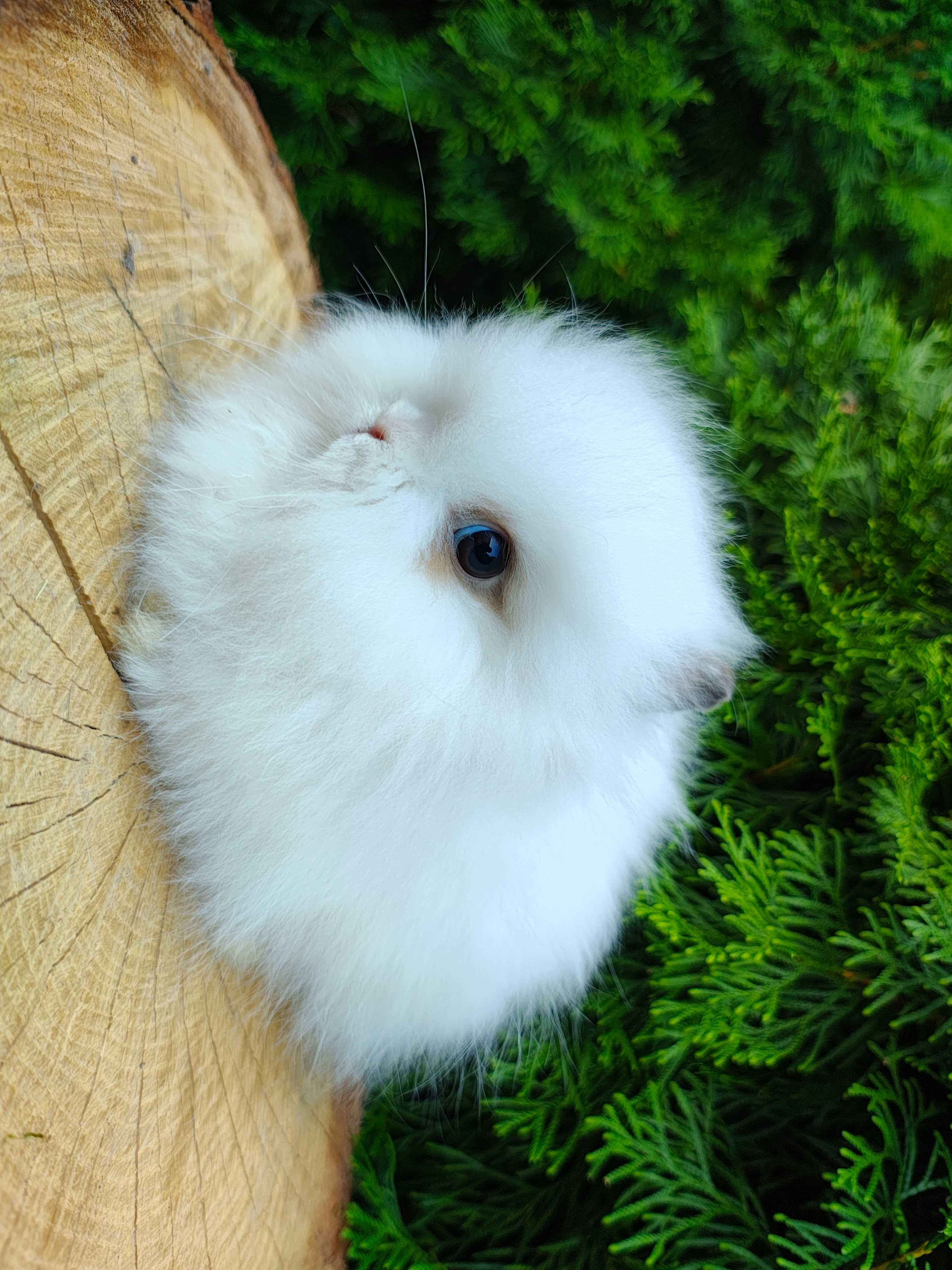 Króliczki karzełki Teddy.