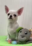 Chihuahua Femea  Pelo Curto