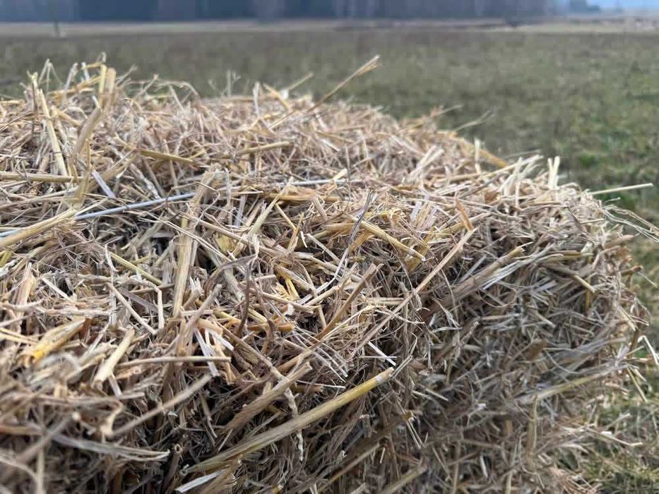 Słoma dla Kur Konia Kozy Psa 240L Duża Kostka XXXL bez Glifosatu
