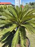 cycas revoluta palma sagowiec