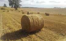 Słoma bele 120 100szt sucha z pod dachu