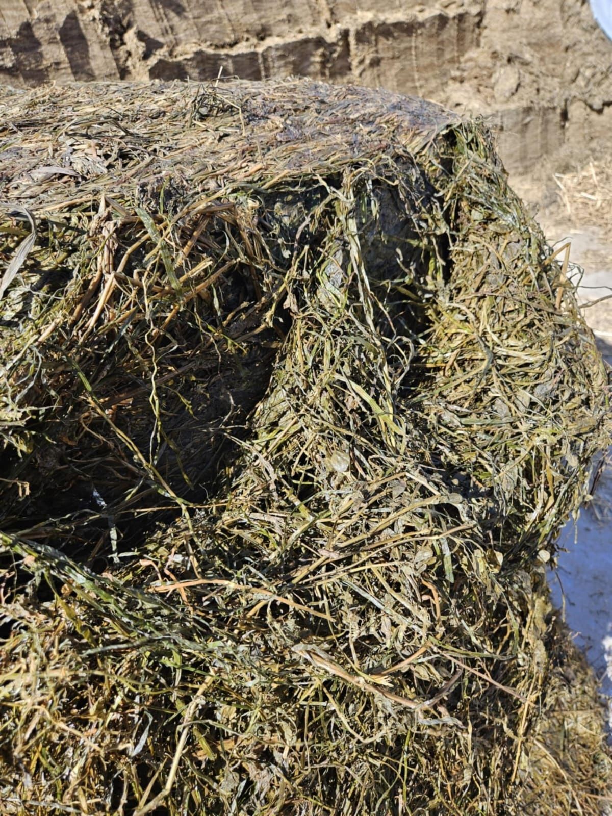 Sianokiszonka słoma kukurydza wysłodki buraczane w belach szybka dosta