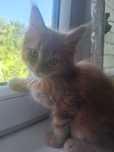 Piekna 8 tygodniowa kotka Maine coon