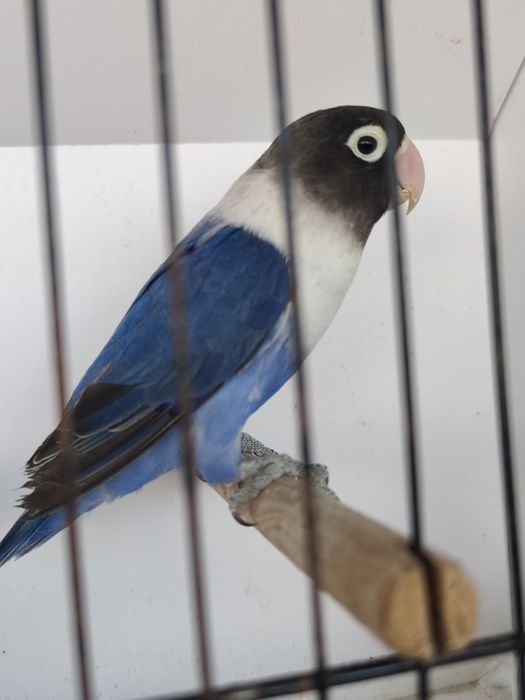 Agapornis Persunatus 2025