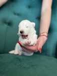 Samoyed, samojed, szczeniak, FCI, ZKwP, Krakow, rezerwacja