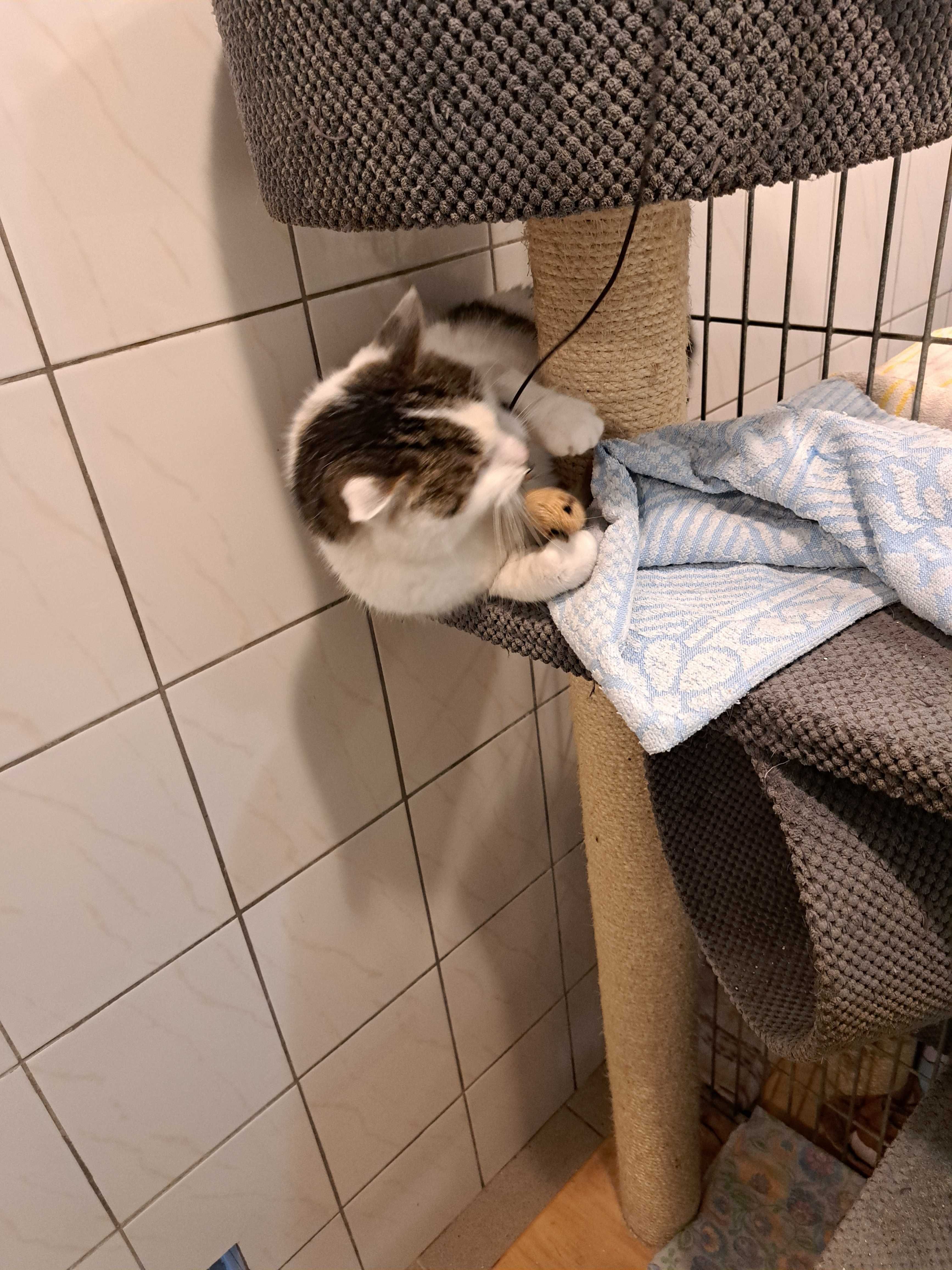 Piękny Tajfun poleca się do adopcji