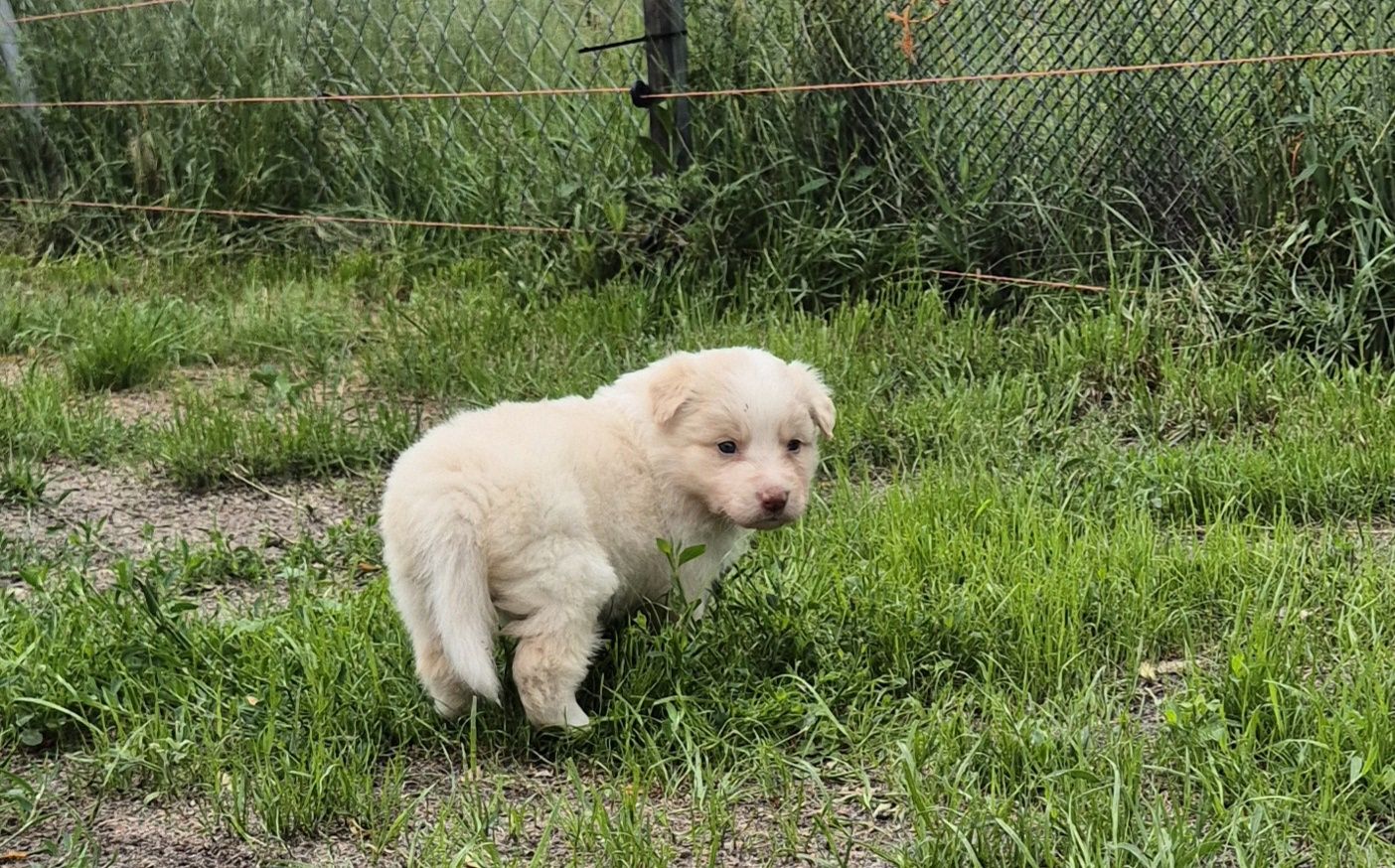 Border collie ee red