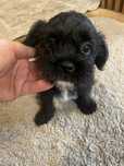 Shih tzu z pekińczykiem pies suczka