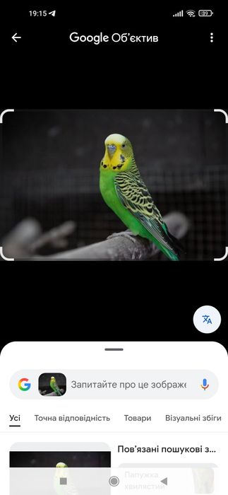 Папужки в асортименті