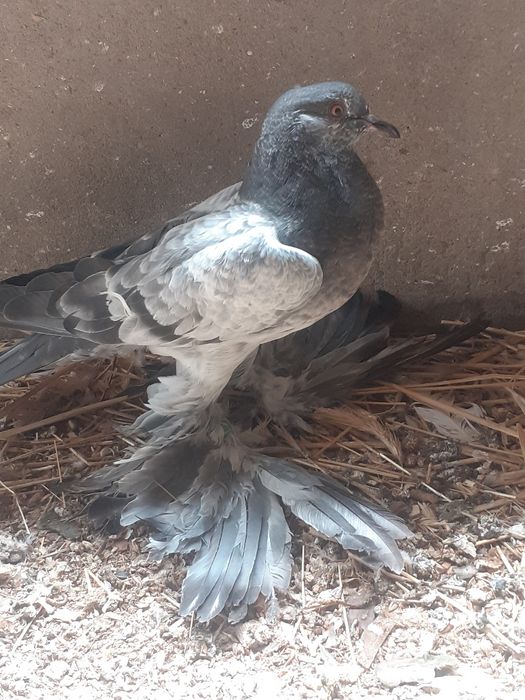 Gołębie ozdobne garłacze pomorskie