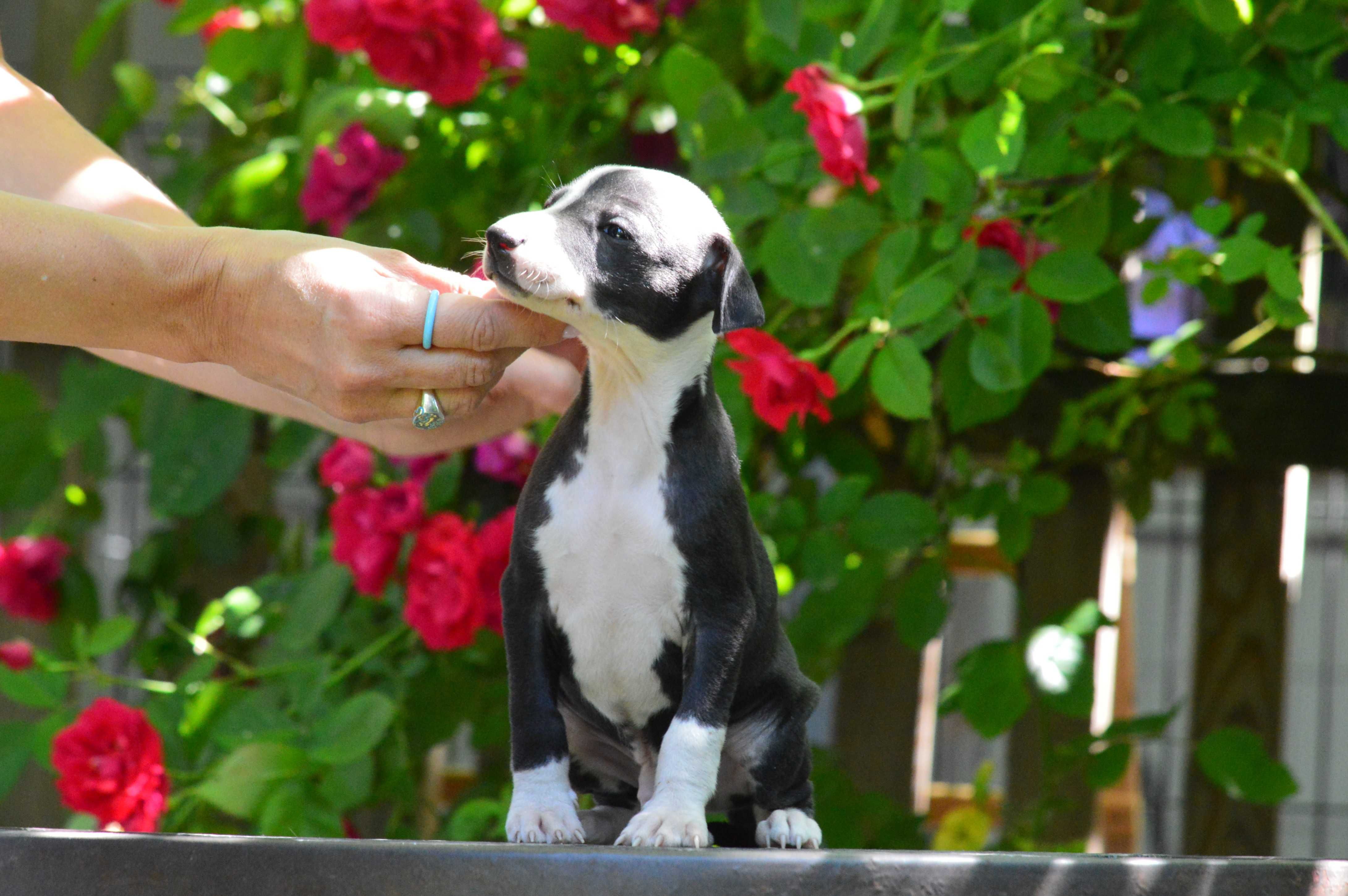 Whippet chart angielski piesek Hodowla FCI