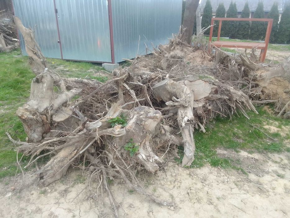 Oddam korzenie za darmo