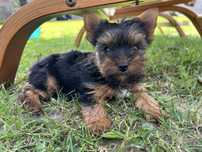 Yorkshire Terrier miniaturka sunia