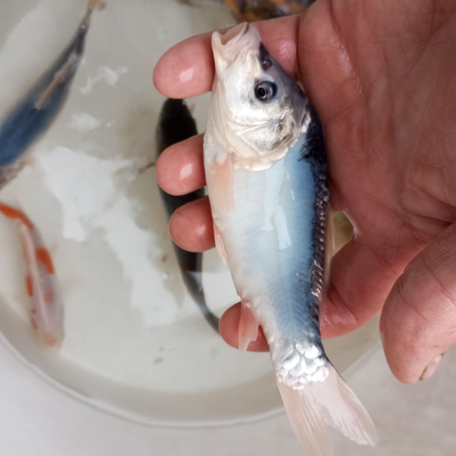 Karp Koi w sprzedaży