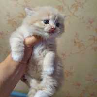 Замечательный персидский котик
