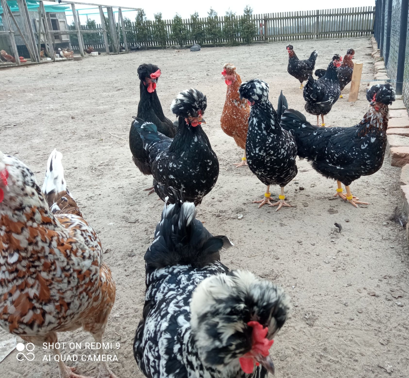 Jaja, jajka lęgowe ayam cemani,green shell,czubatka staropolskaWYSYŁKA