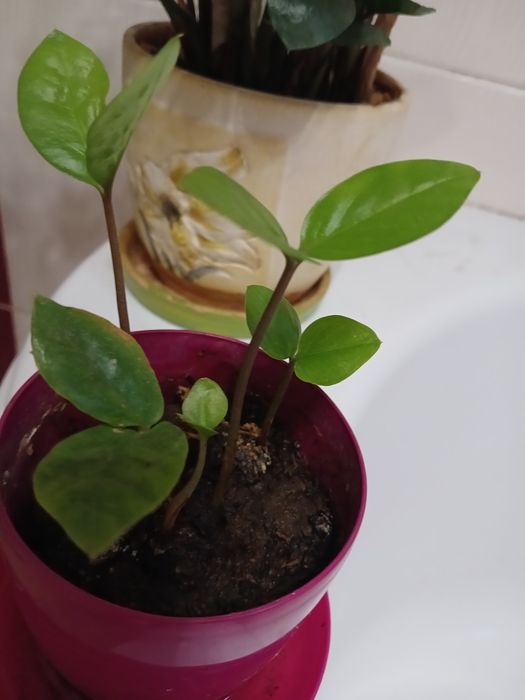 Замиокулькас денежное дерево