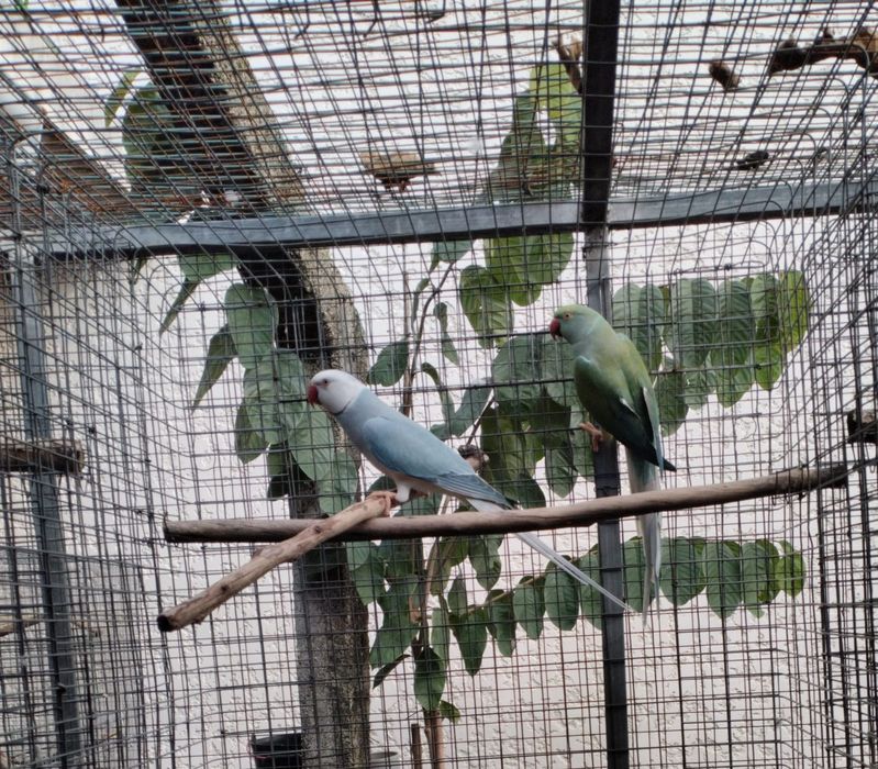 Ring neck CC 2024 e 2025