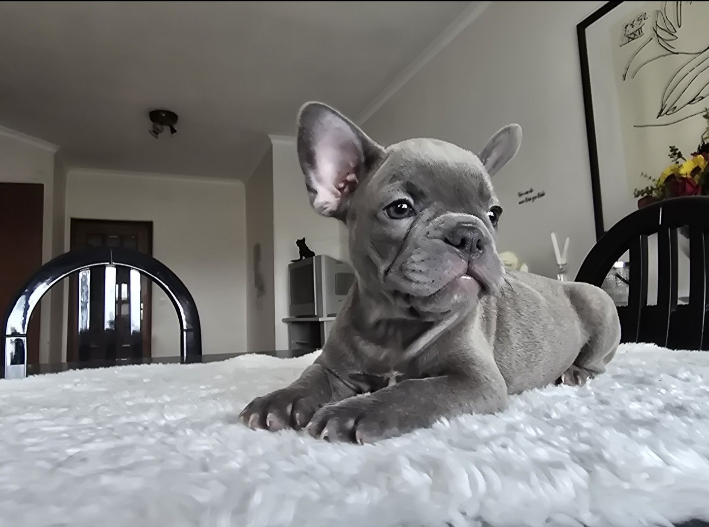 Bulldog Francês fêmea excelente genética