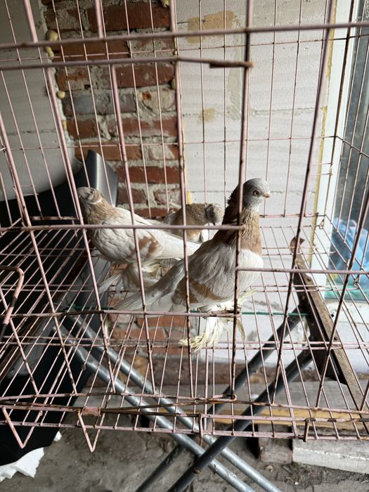 Sprzedam blajwindry koroniate 2 samice i samca