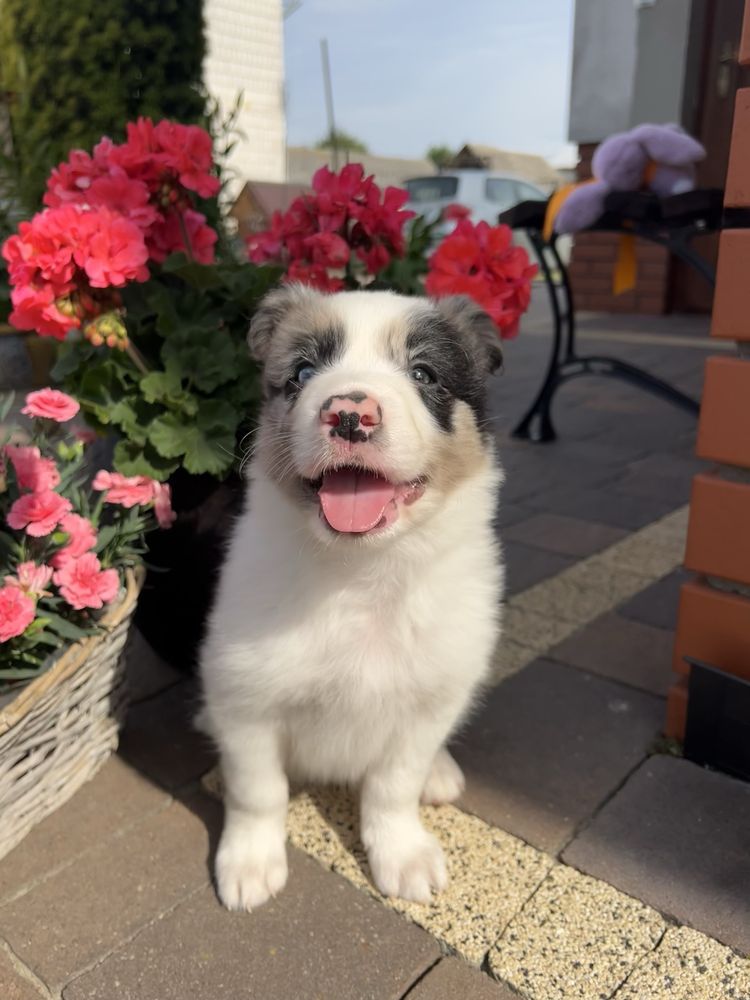 Border Collie - Piesek Seal Merle