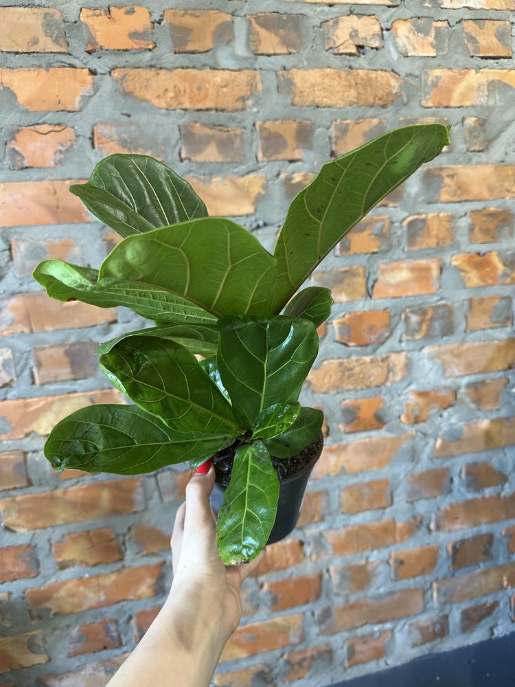 Фикус лирата h35