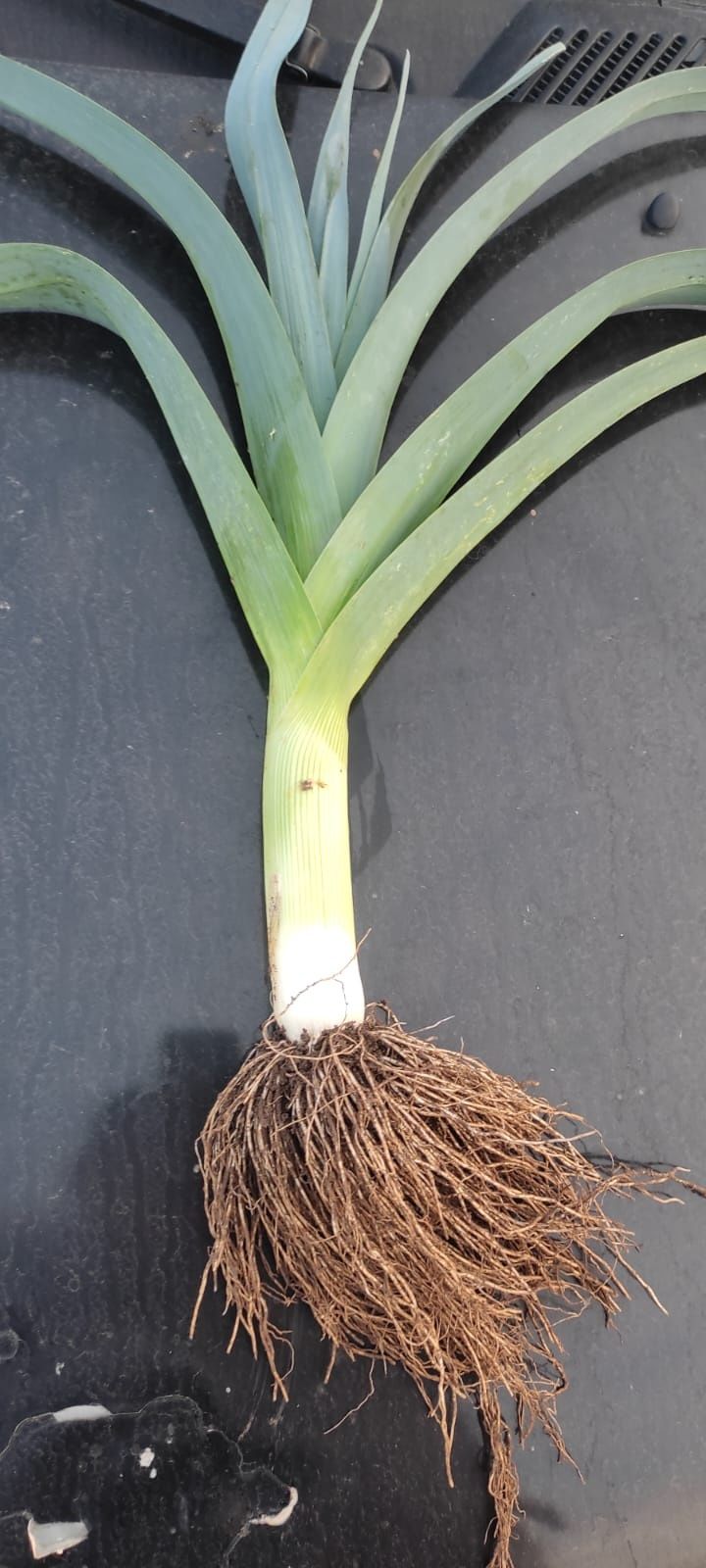Alho France, 0,8euro 1 kg