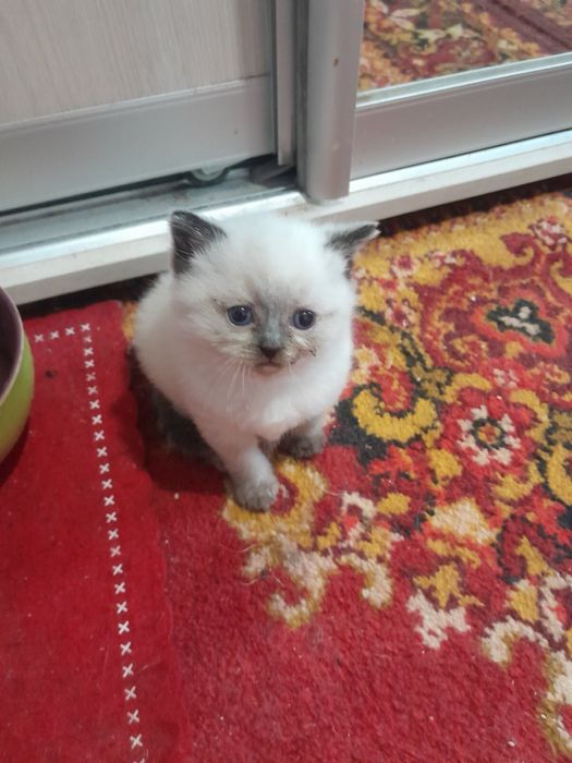 Кошенятко хлопчик