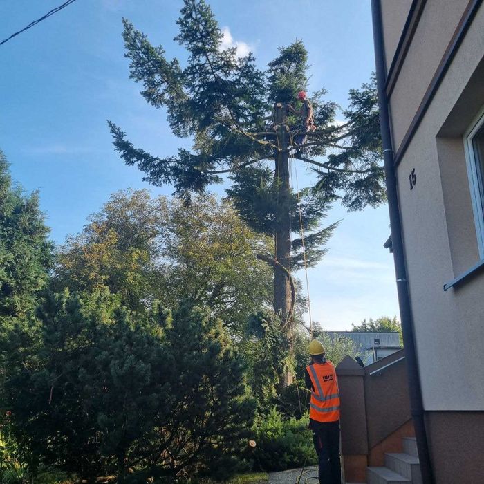 Wycinka drzew, pielęgnacja drzew, usługi mulczerem, sprzedaż drewna