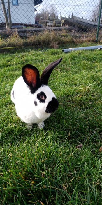 Olbrzym srokacz niemiecki