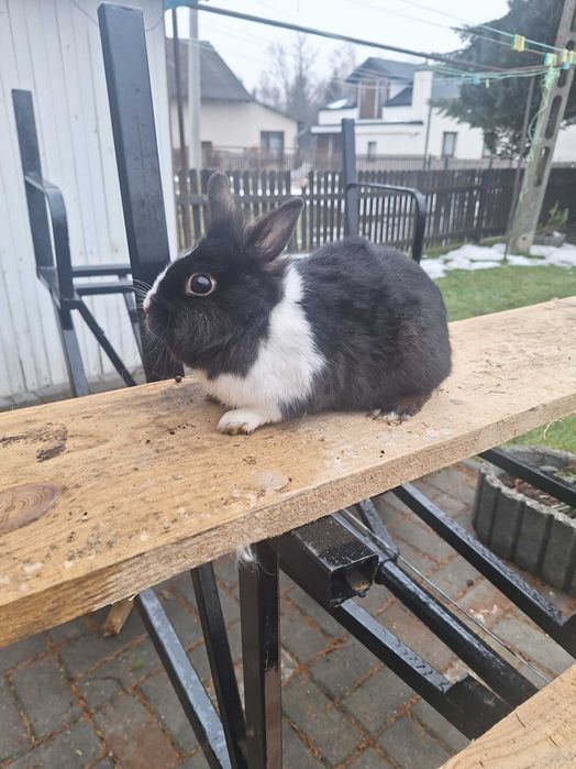 Sprzedam króliki miniaturki